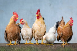 Church's Texas Chicken Food